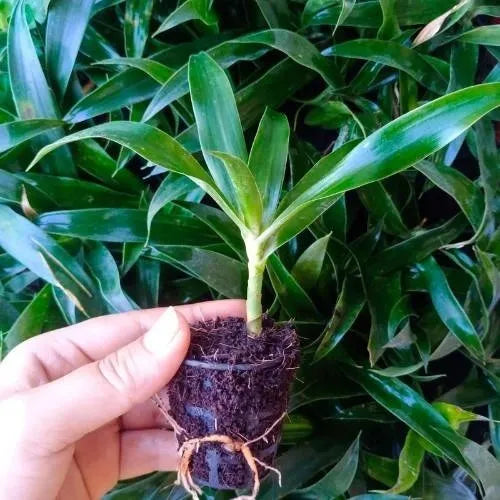 Close up view of the song of Jamaica plant sapling.