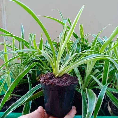 Spider Plant Sapling (1pc)