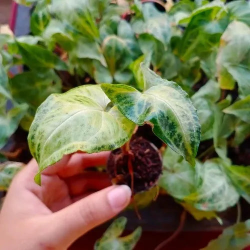 Hand holding Syngonium variegated plant