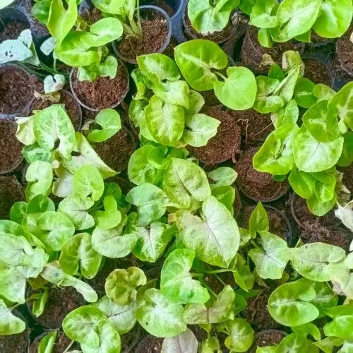 Syngonium plant sapling