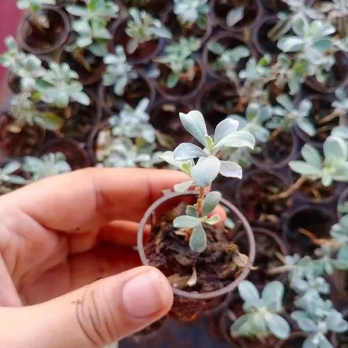 Someone holding texas sage plant