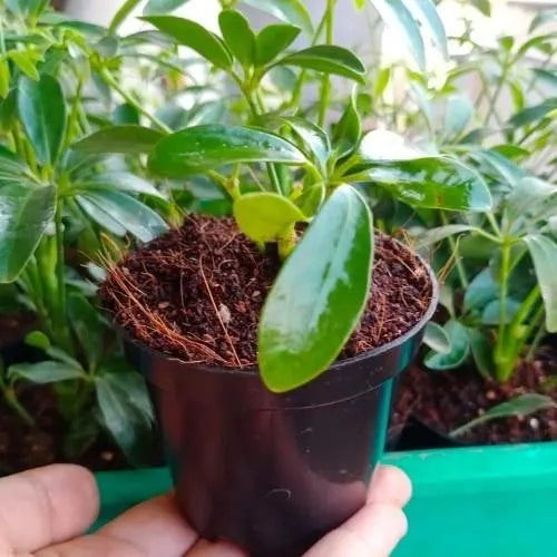 Umbrella tree plant sapling planted in a black pot