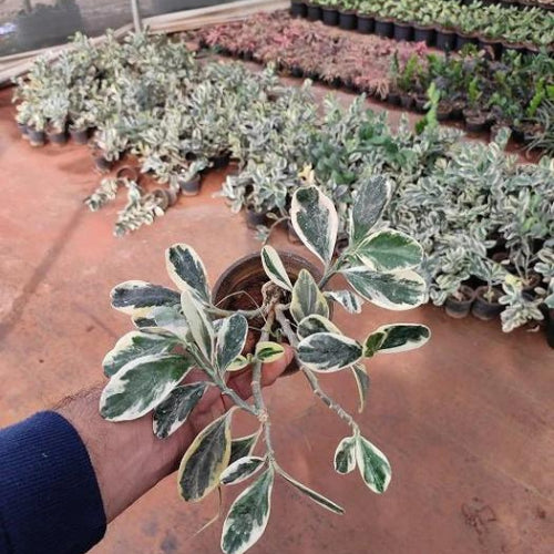Pedilanthus Variegated Plant Sapling