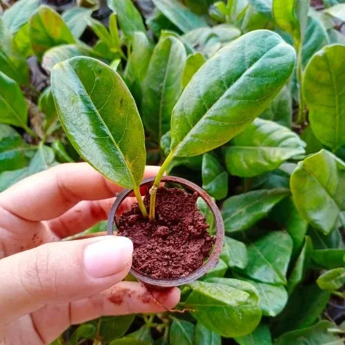 wall creeper sapling held in hand