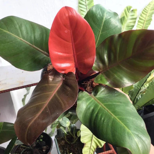 Philodendron Cherry Red Plant Sapling