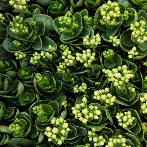 Yellow Kalanchoe succulent sapling