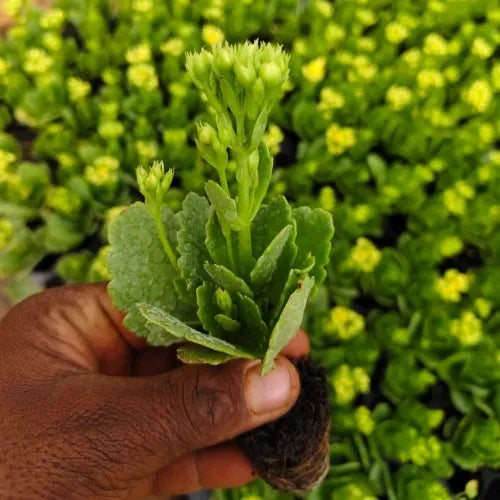 Person holding Yellow Kalanchoe succulent plant